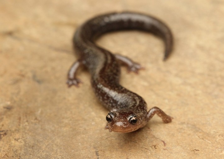 Redback Salamander